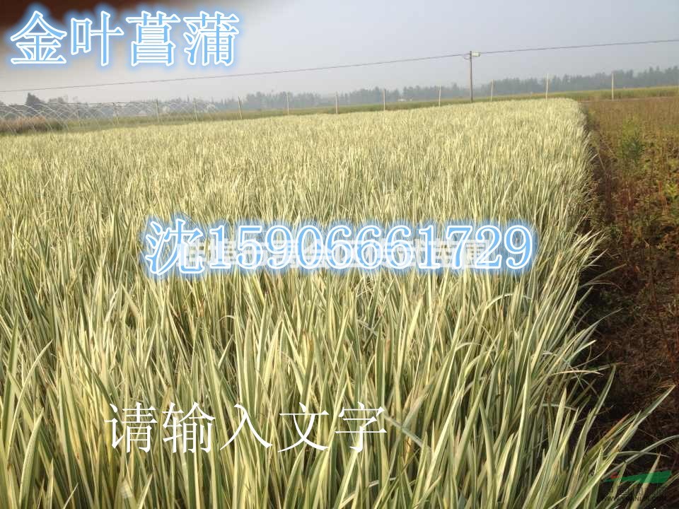杭州大量供應再力花，黃菖蒲，西伯利亞鳶尾，千屈菜，價格優(yōu)惠。