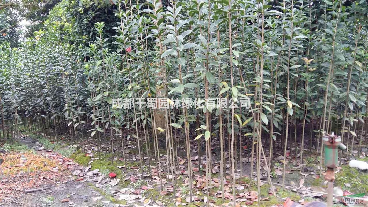 朱砂桂小苗1米高苗圃種植供應(yīng)，苗圃貨