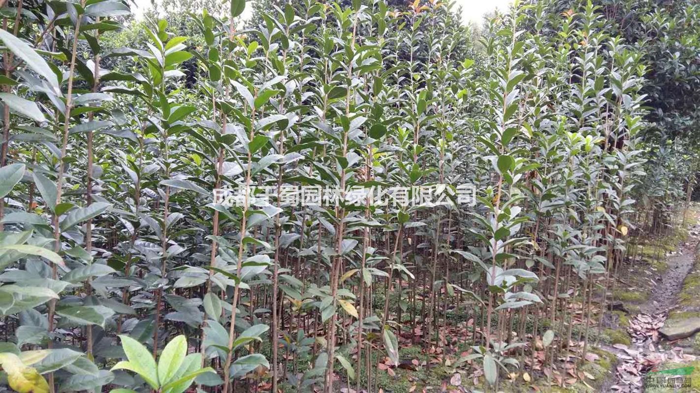朱砂桂小苗1米高苗圃種植供應(yīng)，苗圃貨