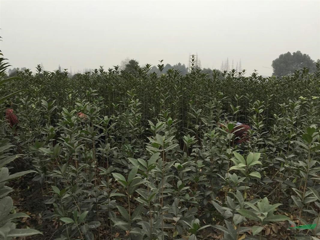 供應(yīng)丹桂，精品高分支桂花小苗，1m高小苗，苗圃貨