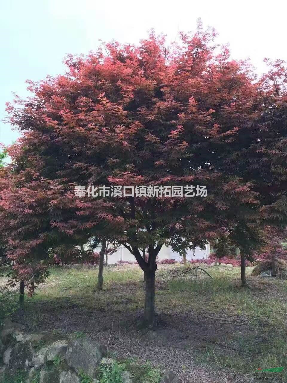 長(zhǎng)期低價(jià)供應(yīng)紅楓 浙江紅楓大量供應(yīng)