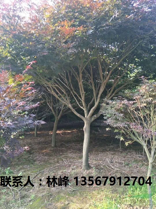 为什么四明山的红枫红的时间最长