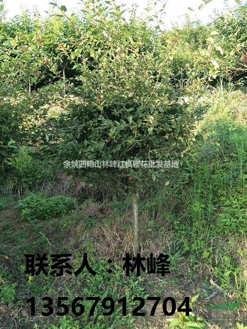 供应3-8CM垂丝海棠