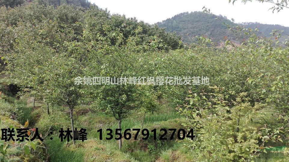 供应3-8CM垂丝海棠