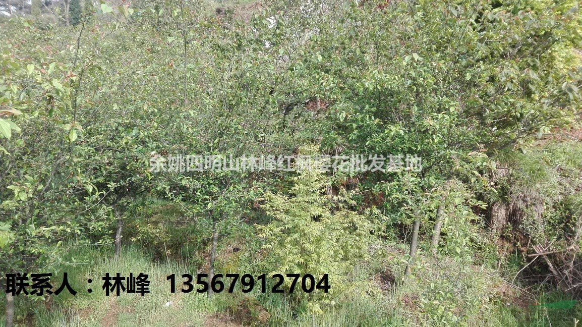 供应3-8CM垂丝海棠