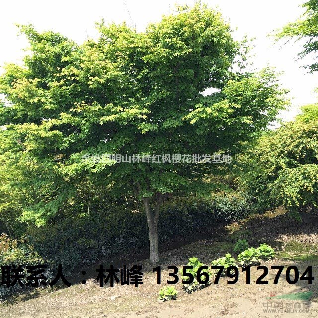 供应3-8CM鸡爪槭