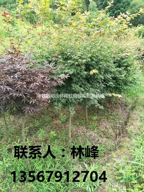 供应3-8CM鸡爪槭