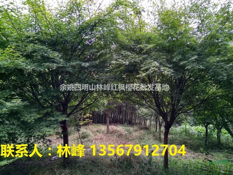供应3-8CM鸡爪槭