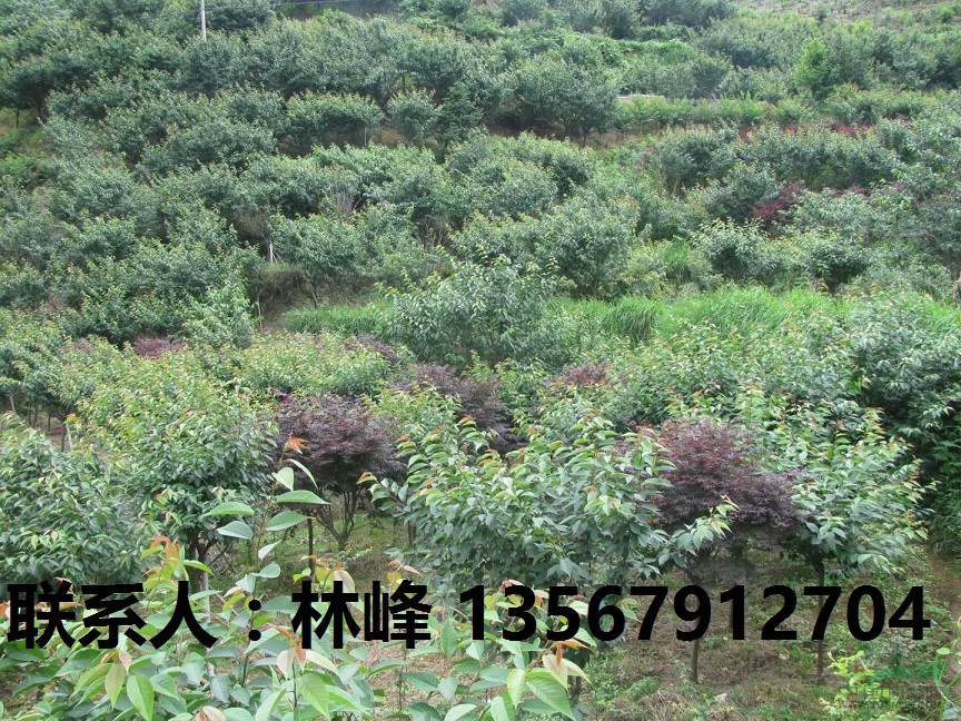 供应3-20CM日本樱花