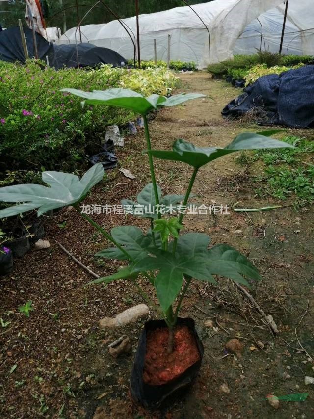 八角金盤