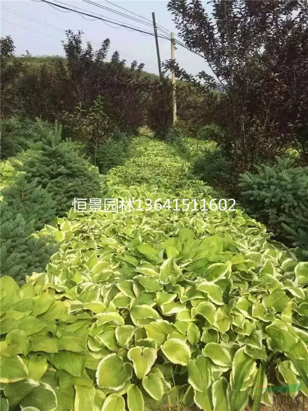 玉簪，江蘇玉簪價(jià)格