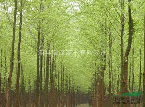瑞茂苗木 竹柳 美國竹柳 竹柳3號 徐州竹柳 江蘇竹柳.