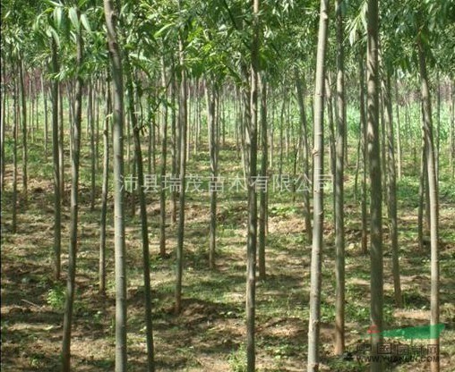 美國(guó)竹柳種植基地 美國(guó)竹柳銷售商  美國(guó)竹柳優(yōu)質(zhì)供應(yīng)商