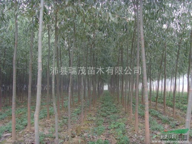 美國(guó)竹柳種植基地 美國(guó)竹柳銷售商  美國(guó)竹柳優(yōu)質(zhì)供應(yīng)商