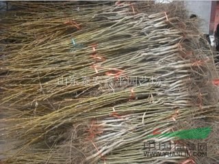 核桃樹苗 嫁接薄皮核桃苗 果樹苗新品種 南方北方種植 包技
