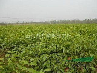 核桃樹苗 嫁接薄皮核桃苗 果樹苗新品種 南方北方種植 包技
