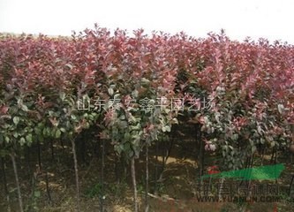供應紅葉李 嫁接紅葉李小苗 速生紫葉李 批發(fā)各種綠化苗木學校