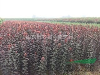 供應紅葉李 嫁接紅葉李小苗 速生紫葉李 批發(fā)各種綠化苗木學校