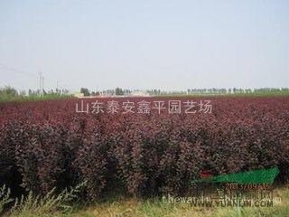 基地?zé)徜N1-10公分 紅葉李 紫葉李 苗木批發(fā) 規(guī)格齊全 