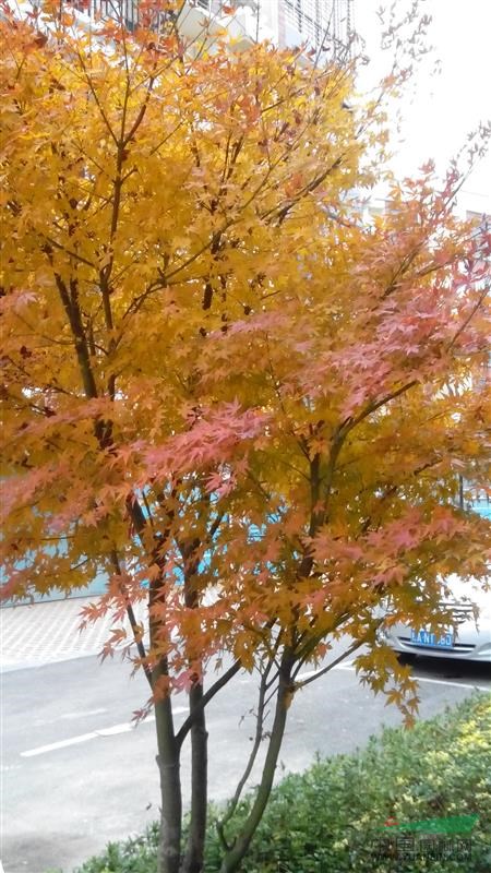 優(yōu)良黃金楓、紅楓出售