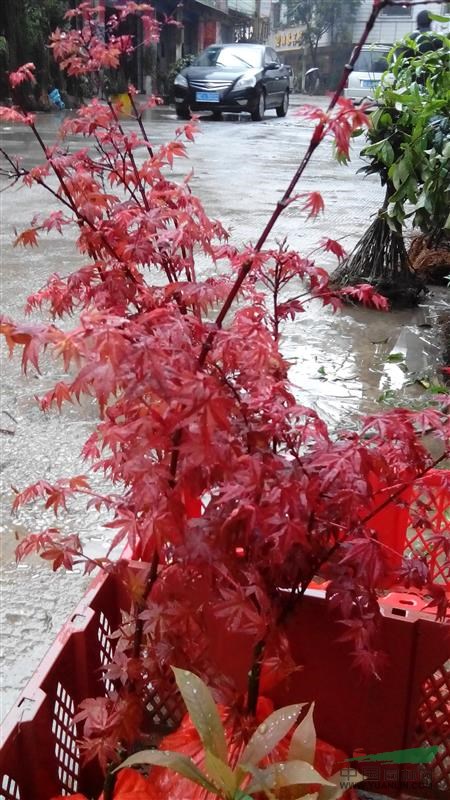 優(yōu)良黃金楓、紅楓出售