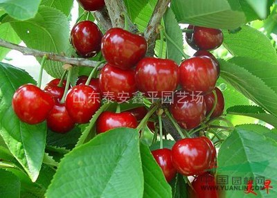 【紅燈櫻桃苗基地】供應(yīng)優(yōu)質(zhì)嫁接 紅燈 車?yán)遄?矮化大櫻桃樹苗
