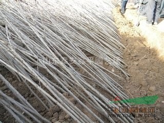 【紅燈櫻桃苗基地】供應(yīng)優(yōu)質(zhì)嫁接 紅燈 車?yán)遄?矮化大櫻桃樹苗
