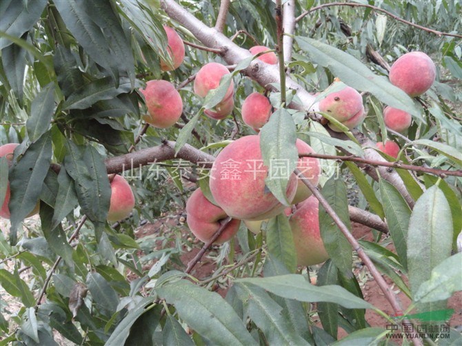 本苗圃大量出售桃苗突圍，泰山早紅，價格低，品種純。