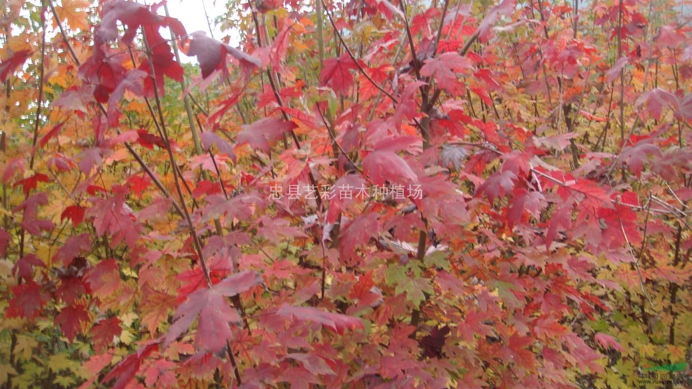 美國秋火焰紅楓