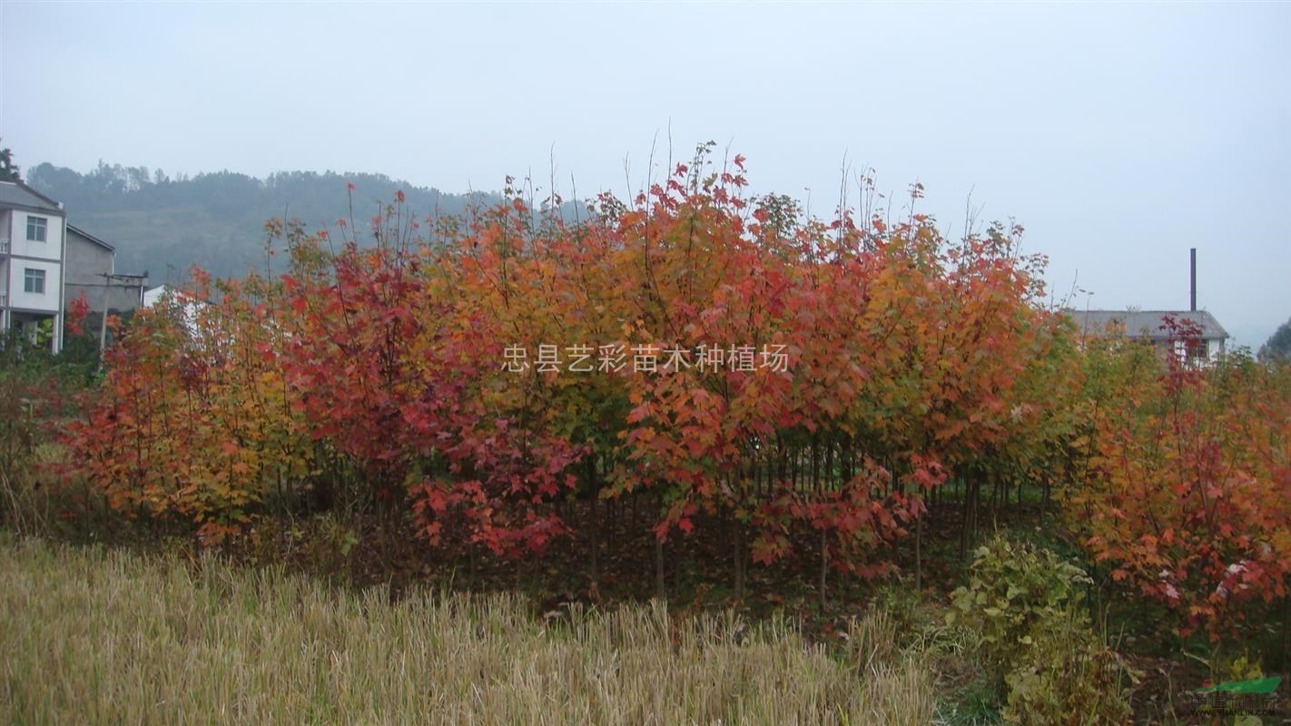 美國秋火焰紅楓