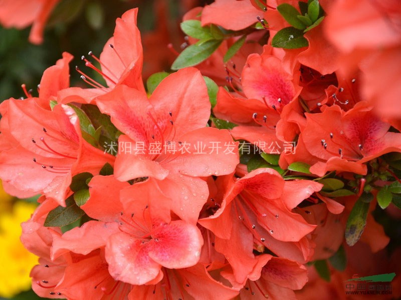 北方石巖杜鵑價格