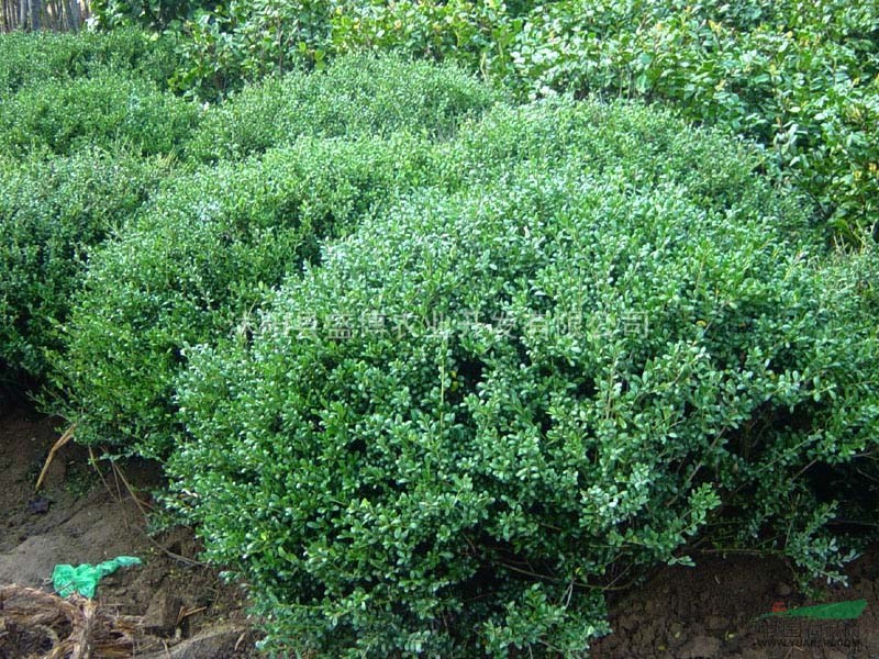 北方龜甲冬青價(jià)格