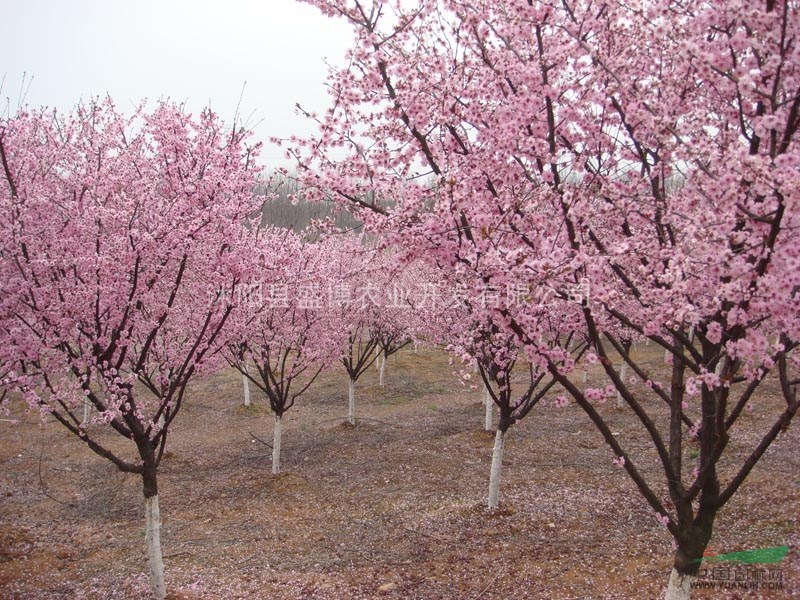 北方美人梅價(jià)格