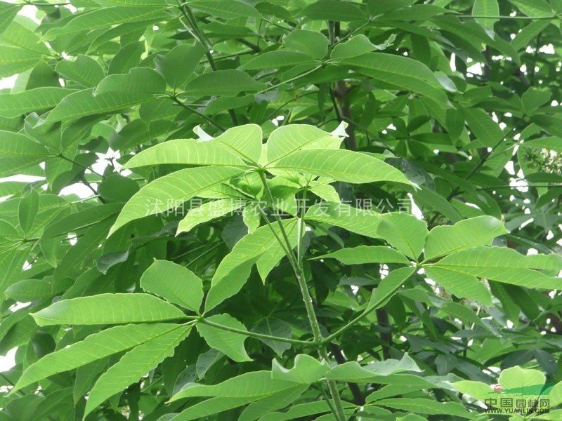 北方青楓價(jià)格