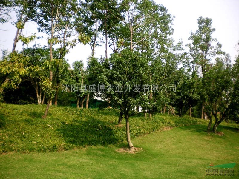 北方青楓價(jià)格