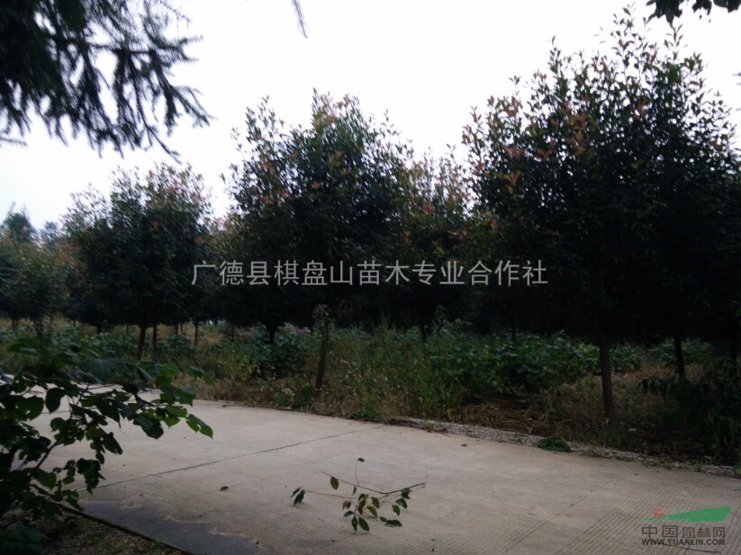高桿紅葉石楠樹 行道樹 3-4-6-8-10cm