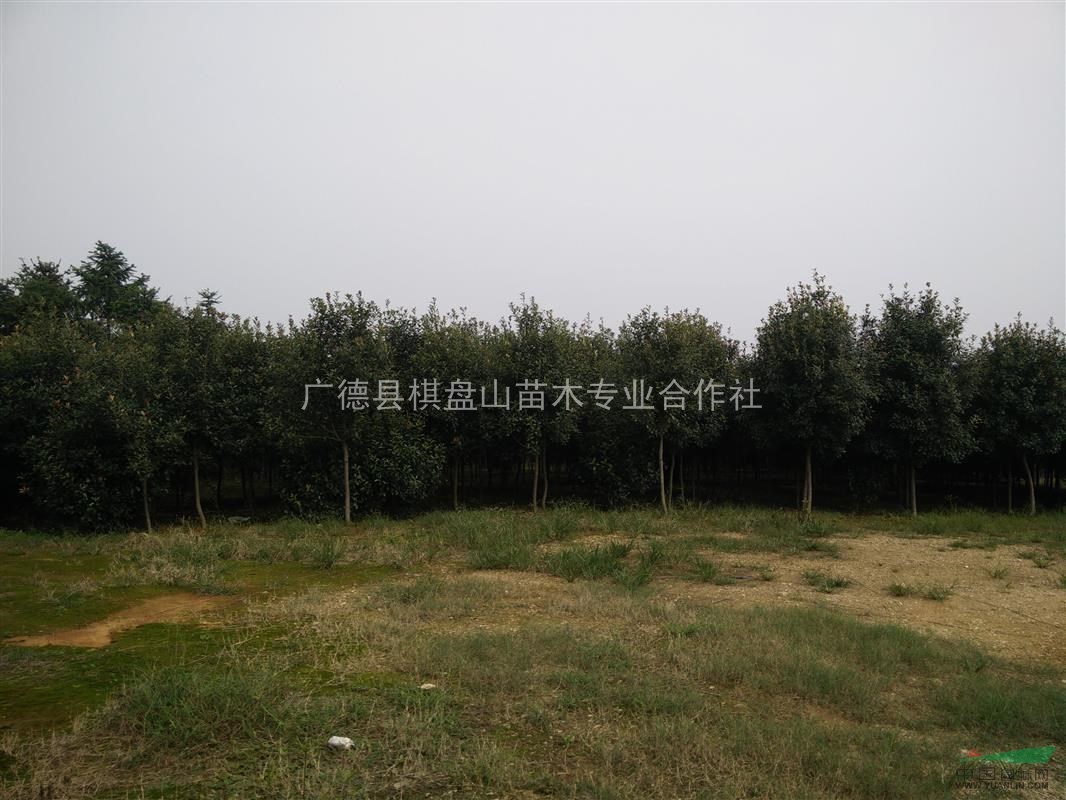 高桿紅葉石楠樹 行道樹 3-4-6-8-10cm