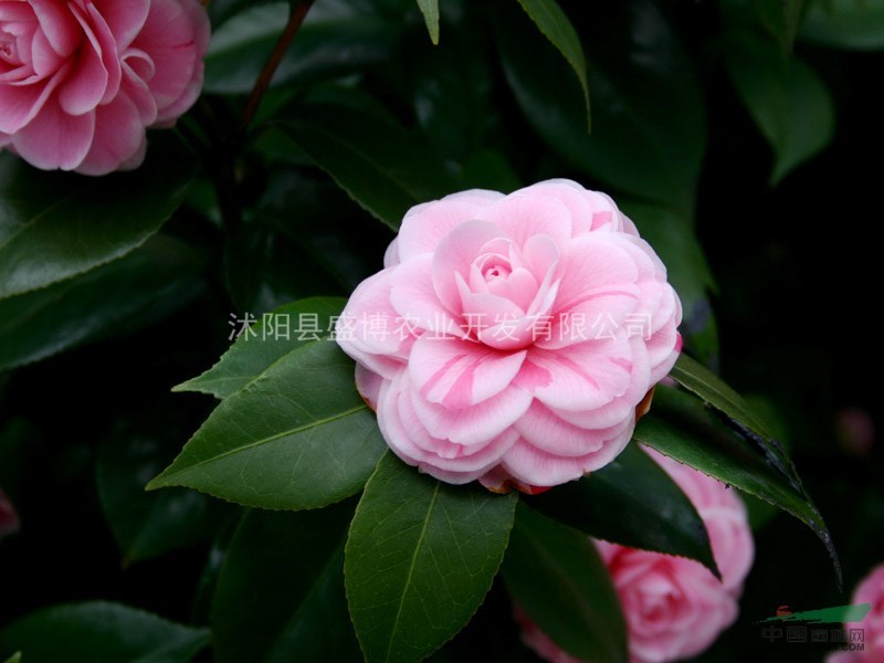 北方茶梅價(jià)格 30公分北方茶梅價(jià)格 50公分北方茶梅價(jià)格