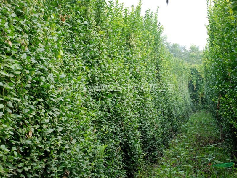 北方扶芳藤價格0.35元/株 北方扶芳藤價格