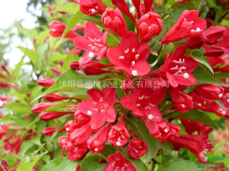 北方紅王子錦帶價(jià)格0.32元/株 北方紅王子錦帶價(jià)格