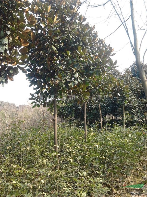 廣玉蘭樹價格廣玉蘭價格