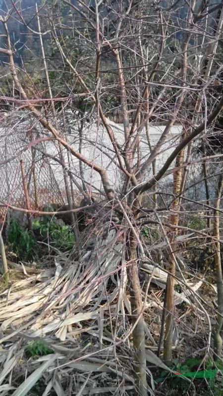 3公分至8公分紅楓還有8000株需要的聯(lián)系：13117731