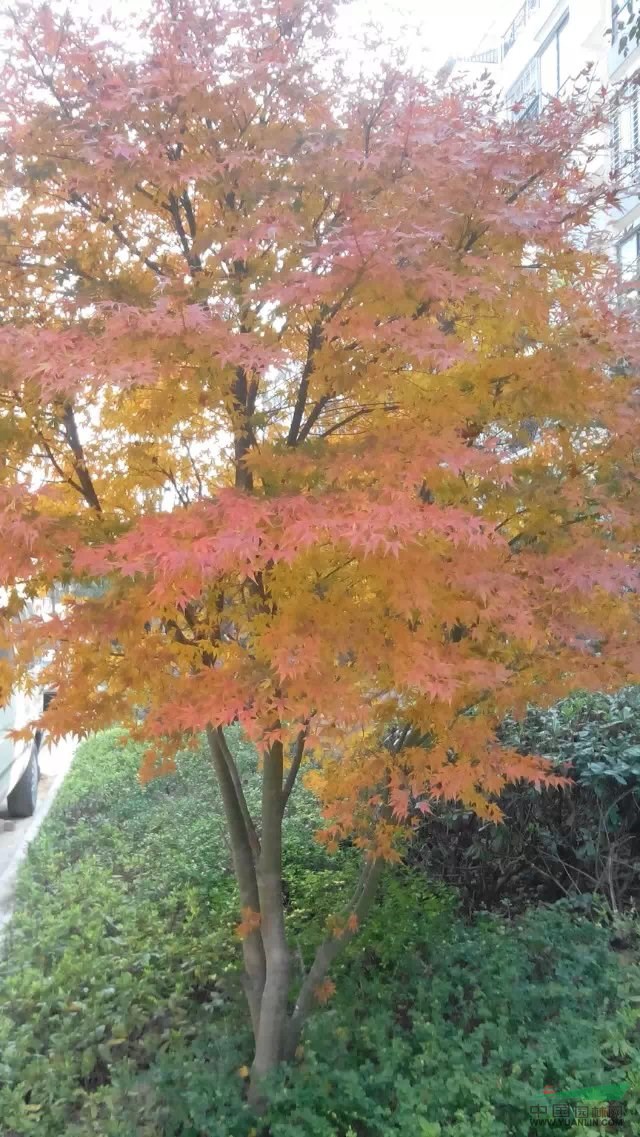 3公分至8公分紅楓還有8000株需要的聯(lián)系：13117731