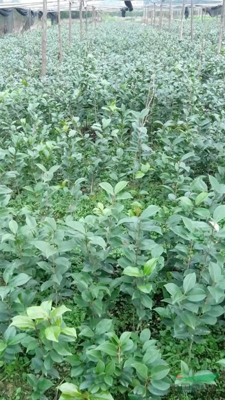 20公分一60公分六角大紅茶花小苗10萬株出售。