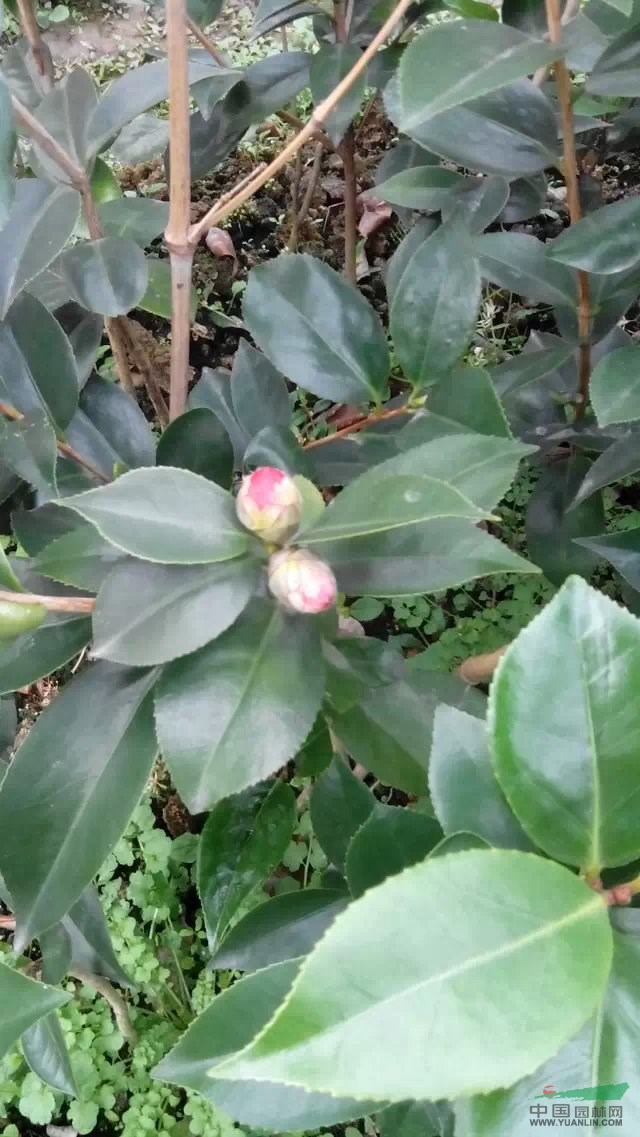 20公分一60公分六角大紅茶花小苗10萬株出售。