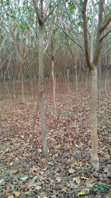 紅花紫薇、地徑5公分還有1萬株。1至8公分還有2萬株。