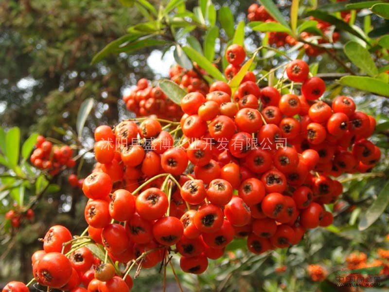 江蘇火棘價(jià)格 2015年火棘價(jià)格行情