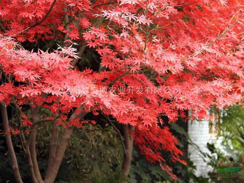 山東紅楓價格