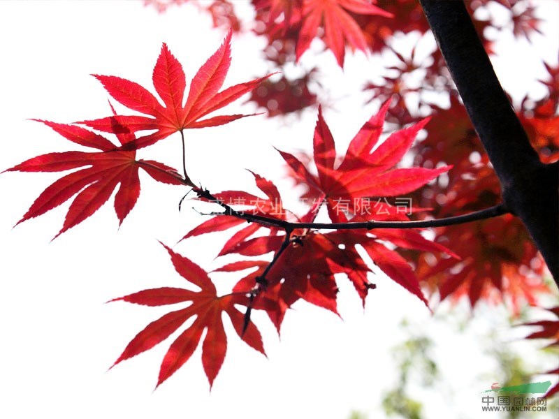 山東紅楓價格