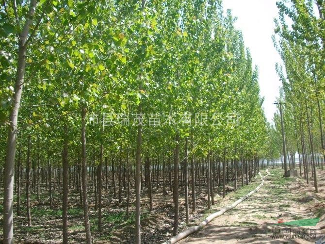 江蘇綠化苗木公司  綠化苗木種植基地  速生楊基地